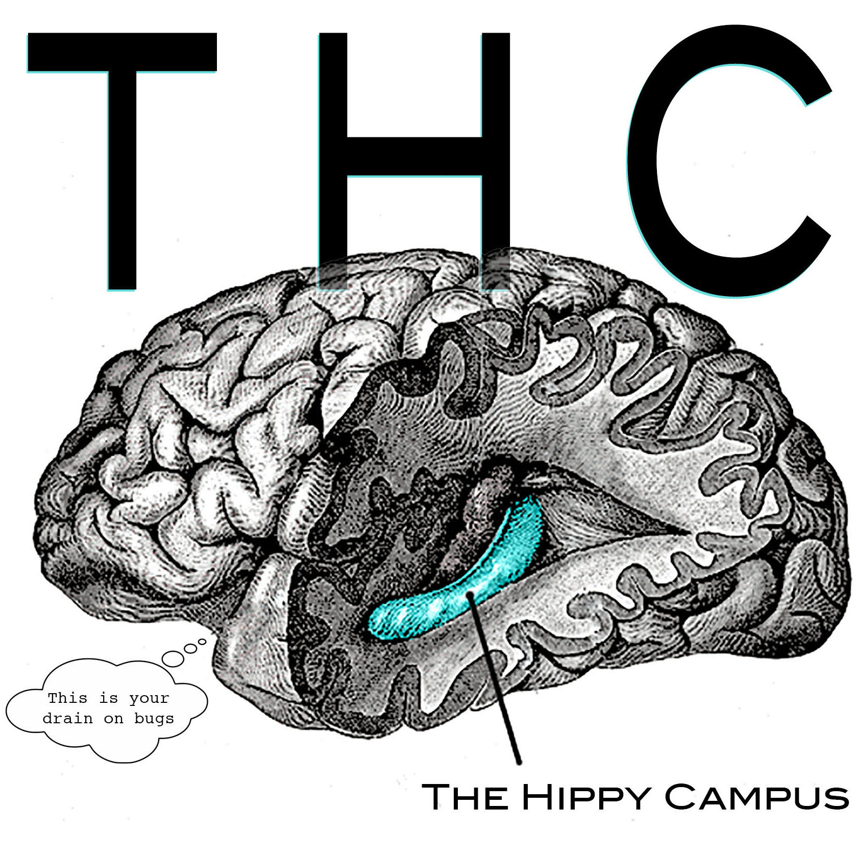 Brain