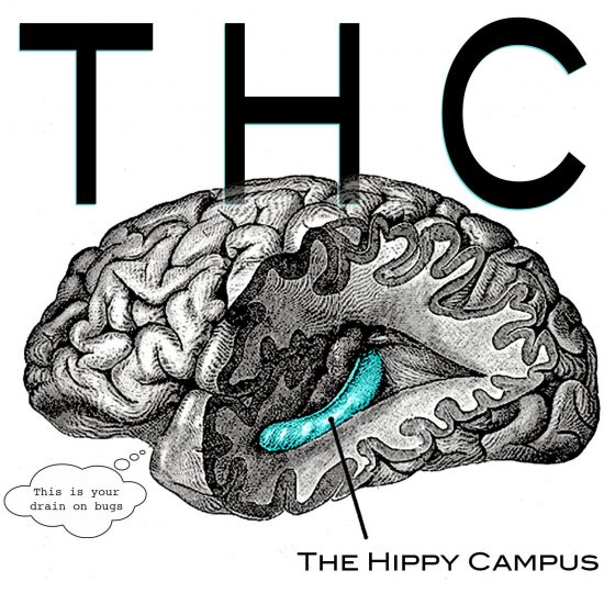 The Hippy Campus